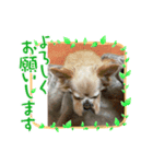 ゆりんかのチワわんこ8（個別スタンプ：8）