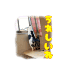 斉藤さんちの宝物（個別スタンプ：2）