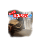 斉藤さんちの宝物（個別スタンプ：13）