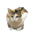 三毛猫おもちちゃん（個別スタンプ：1）