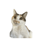 三毛猫おもちちゃん（個別スタンプ：2）