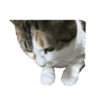 三毛猫おもちちゃん（個別スタンプ：4）