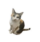 三毛猫おもちちゃん（個別スタンプ：5）