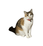 三毛猫おもちちゃん（個別スタンプ：6）