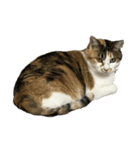 三毛猫おもちちゃん（個別スタンプ：7）