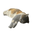 三毛猫おもちちゃん（個別スタンプ：8）