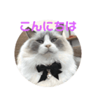 てしろとづん3（個別スタンプ：8）