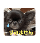 てしろとづん3（個別スタンプ：11）