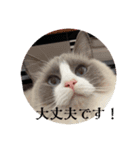 てしろとづん3（個別スタンプ：12）