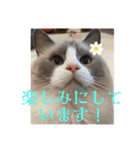 てしろとづん3（個別スタンプ：15）