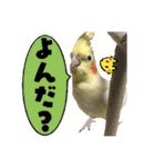 オカメインコひまちゃんのおもろ実写版！（個別スタンプ：10）