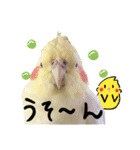 オカメインコひまちゃんのおもろ実写版！（個別スタンプ：12）