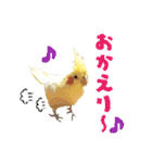 オカメインコひまちゃんのおもろ実写版！（個別スタンプ：14）