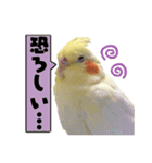 オカメインコひまちゃんのおもろ実写版！（個別スタンプ：17）