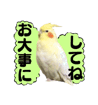 オカメインコひまちゃんのおもろ実写版！（個別スタンプ：20）