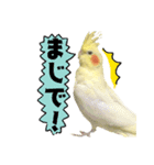 オカメインコひまちゃんのおもろ実写版！（個別スタンプ：23）