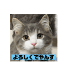 ROY RAW RUA☆（個別スタンプ：3）