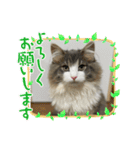 ROY RAW RUA☆（個別スタンプ：4）