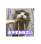 ROY RAW RUA☆（個別スタンプ：7）