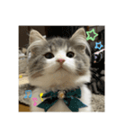 ROY RAW RUA☆（個別スタンプ：10）