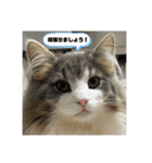 ROY RAW RUA☆（個別スタンプ：14）