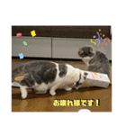 ROY RAW RUA☆（個別スタンプ：16）