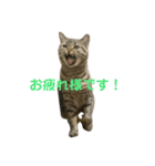猫のぷく3（個別スタンプ：1）