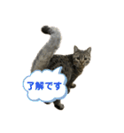 猫のぷく3（個別スタンプ：2）