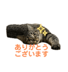 猫のぷく3（個別スタンプ：3）