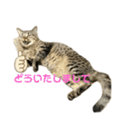 猫のぷく3（個別スタンプ：4）