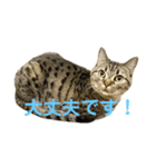 猫のぷく3（個別スタンプ：5）