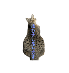 猫のぷく3（個別スタンプ：7）