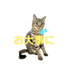 猫のぷく3（個別スタンプ：8）