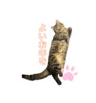 猫のぷく3（個別スタンプ：12）
