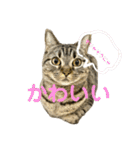猫のぷく3（個別スタンプ：13）
