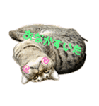 猫のぷく3（個別スタンプ：17）