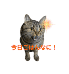 猫のぷく3（個別スタンプ：18）
