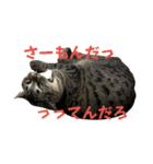 猫のぷく3（個別スタンプ：20）