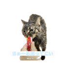 猫のぷく3（個別スタンプ：21）
