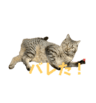 猫のぷく3（個別スタンプ：27）