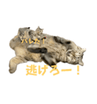 猫のぷく3（個別スタンプ：28）