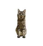 猫のぷく3（個別スタンプ：32）