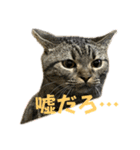 猫のぷく3（個別スタンプ：33）