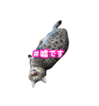 猫のぷく3（個別スタンプ：34）