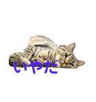 猫のぷく3（個別スタンプ：35）