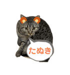 猫のぷく3（個別スタンプ：36）