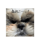 ししまる探検隊（個別スタンプ：9）
