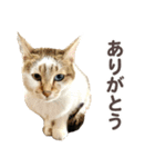 バロンとジジとオトは仲良し（個別スタンプ：1）