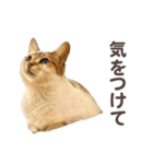 バロンとジジとオトは仲良し（個別スタンプ：3）