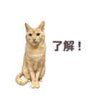 バロンとジジとオトは仲良し（個別スタンプ：6）